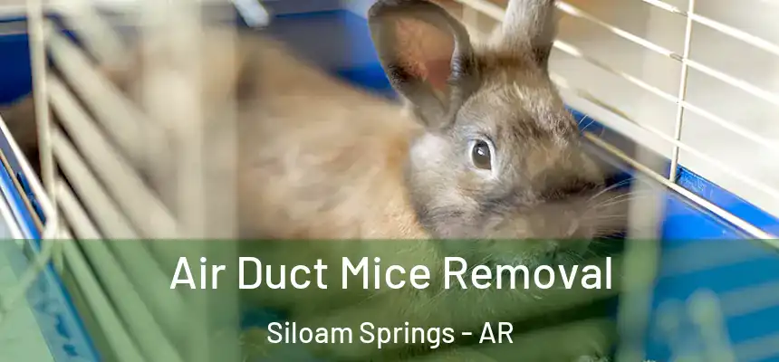  Air Duct Mice Removal Siloam Springs - AR